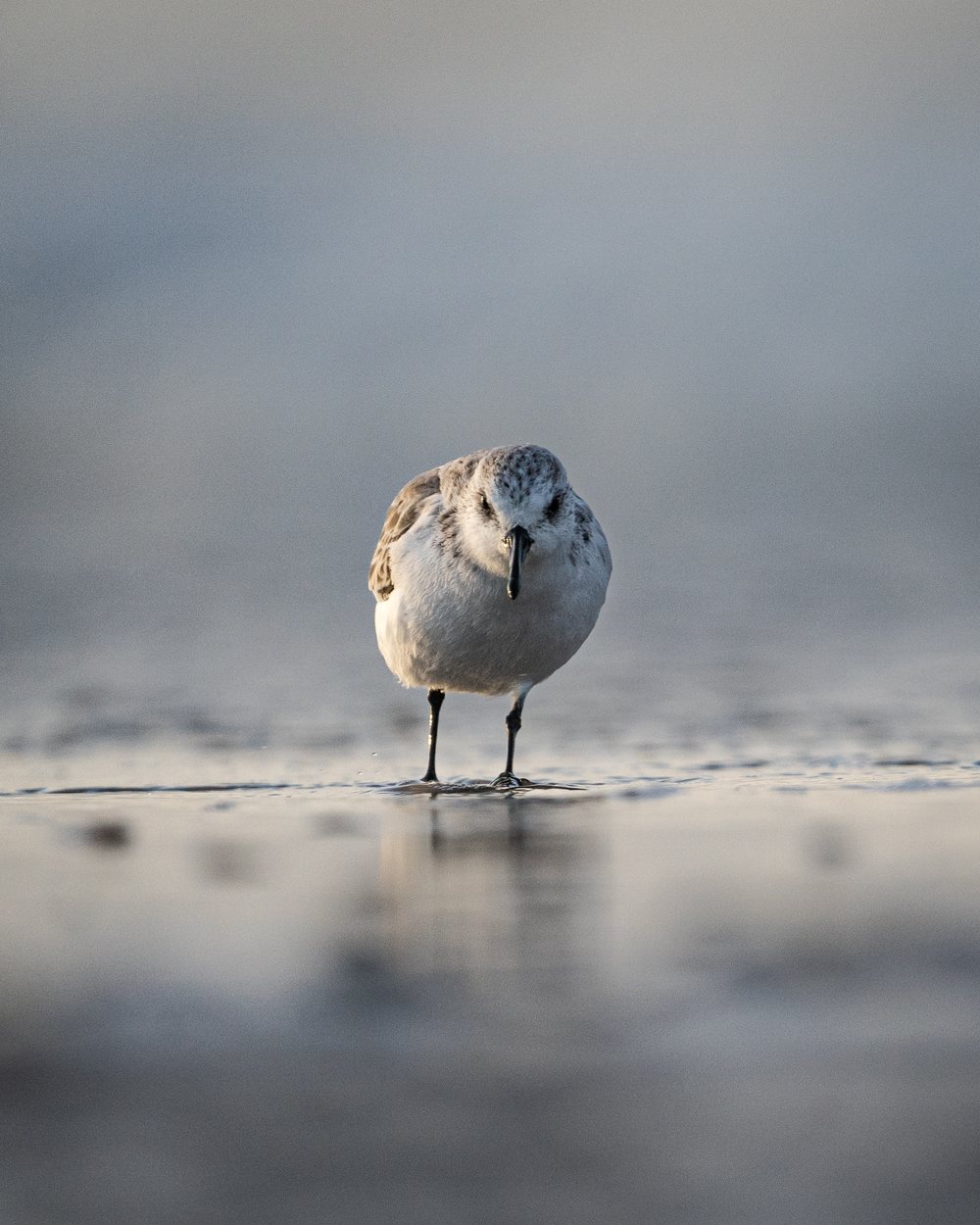 Einzelner Strandläufer im weichen Morgenlicht am Wasser